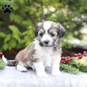 Macy, Havachon Puppy